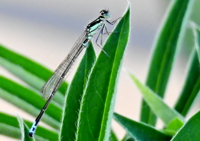 Dragonfly 1