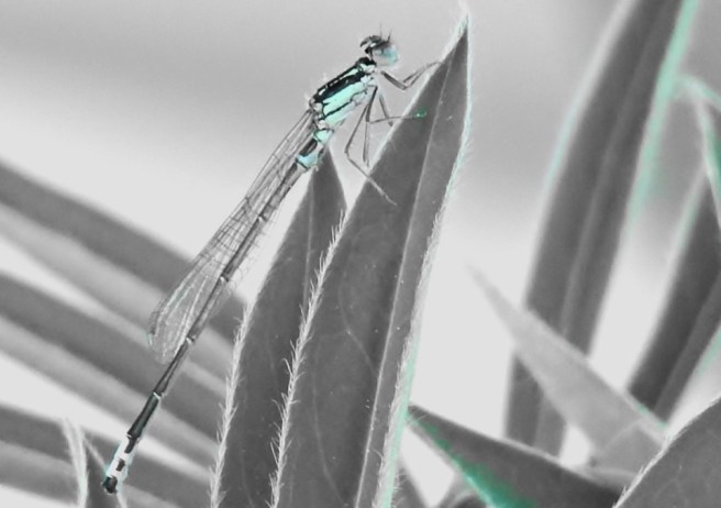 dragonfly 2