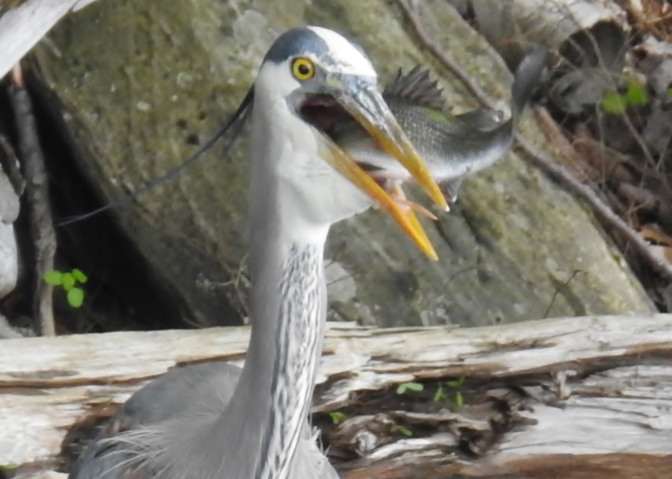heron eating fish