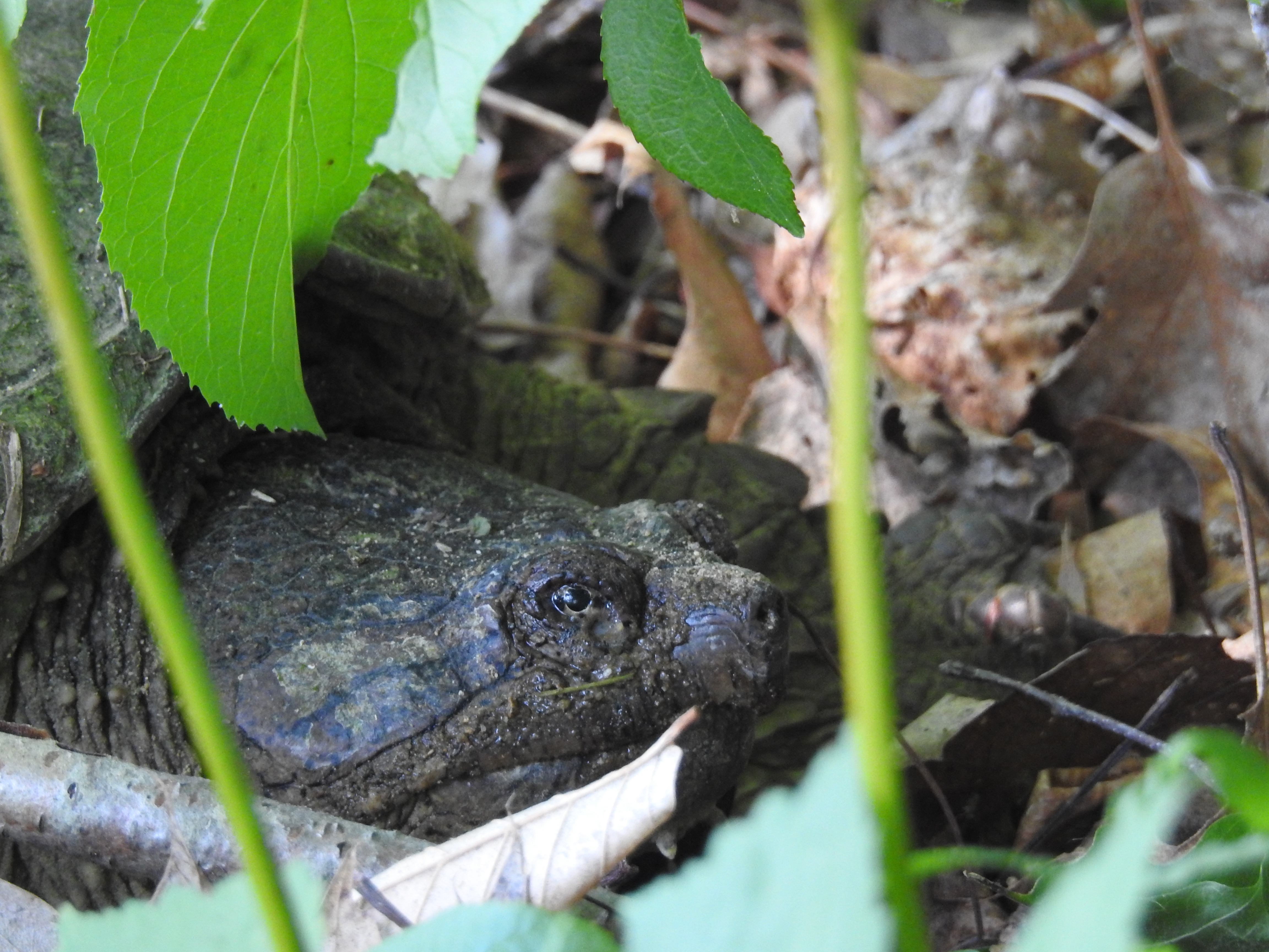 turtle hide and seek