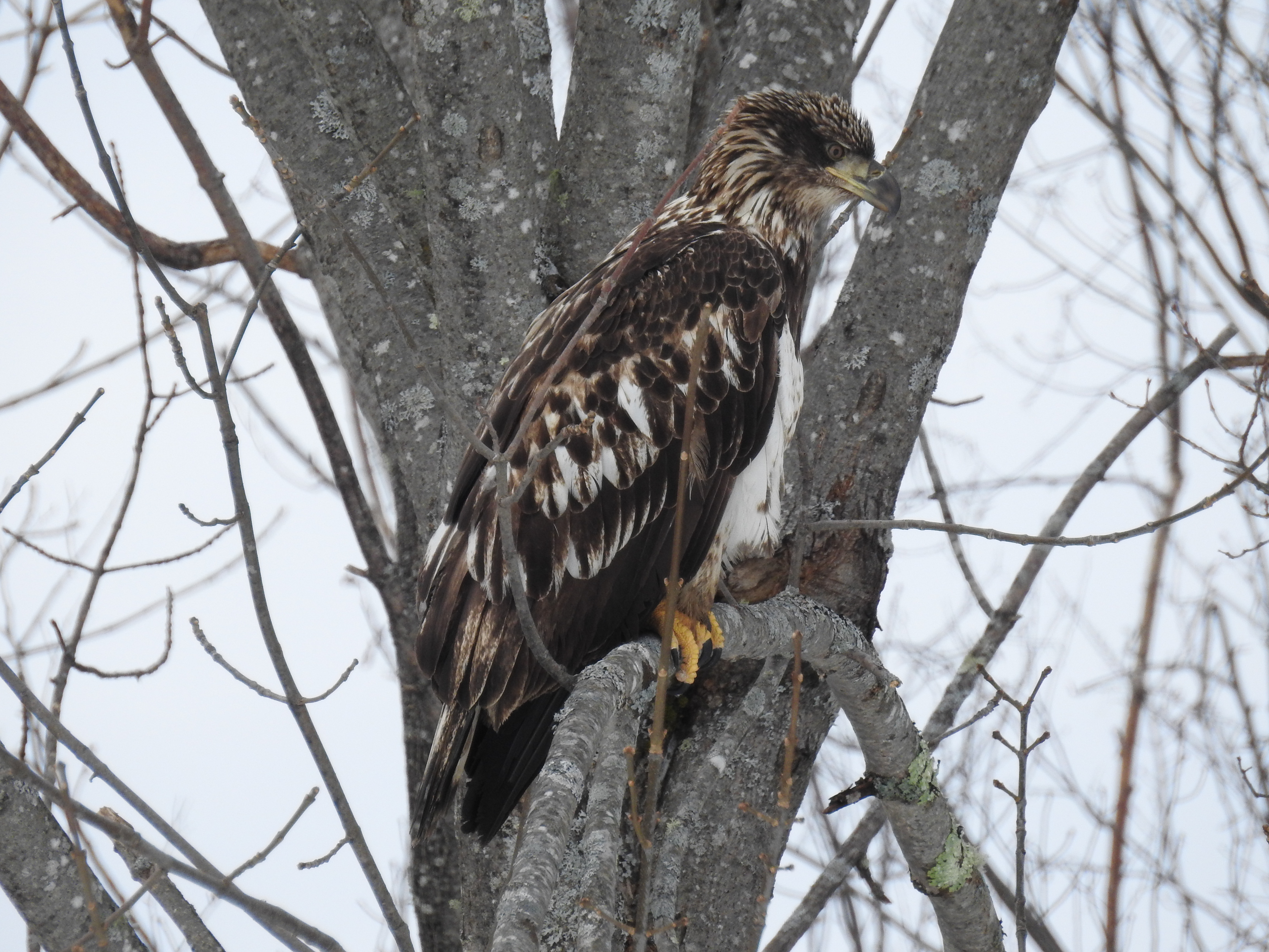 juvenile eagle